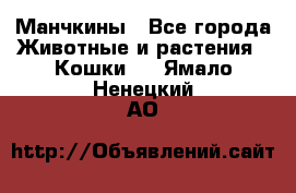 Манчкины - Все города Животные и растения » Кошки   . Ямало-Ненецкий АО